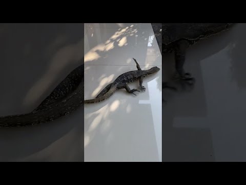 Lizard Scrambles Across Tile Floor || ViralHog