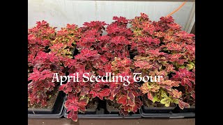 April Seedling Tour