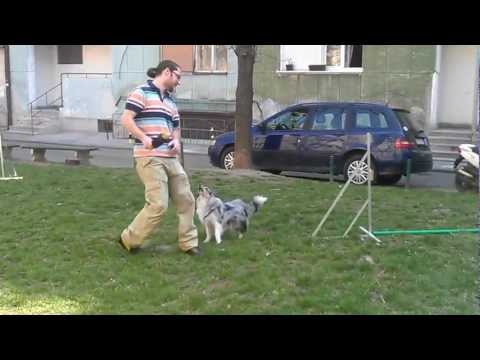 Elky - Agility foundations lesson 1.mov