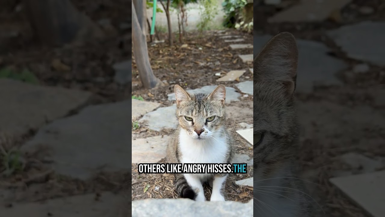 Can a Cat Orchestra Play Smoke on the Water? EPIC FAIL on Cat Piano!
