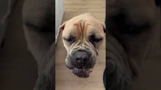 Video preview image #1 Bullmastiff Puppy For Sale in Goodyear, AZ, USA