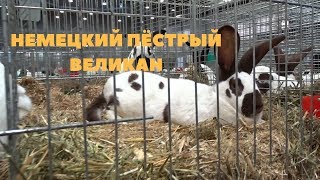 Строкач - Немецкий Пёстрый Великан