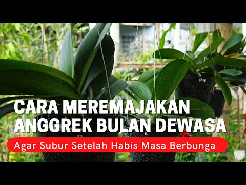 , title : 'Cara Meremajakan Anggrek Bulan Dewasa Agar Subur Setelah Masa Berbunga'