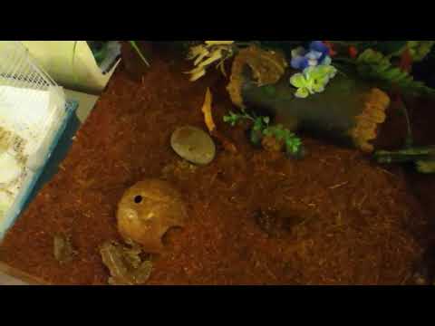 American toad care part 1 tank setup