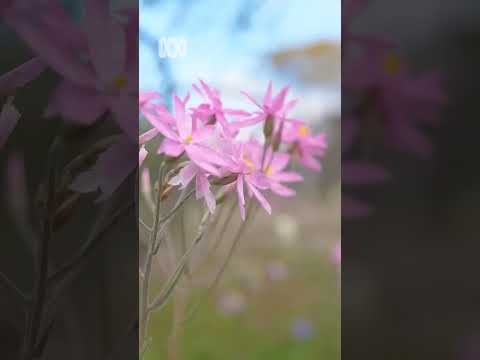 Coalseam wildflowers, Western Australia Nature Escapes ABC Australia
