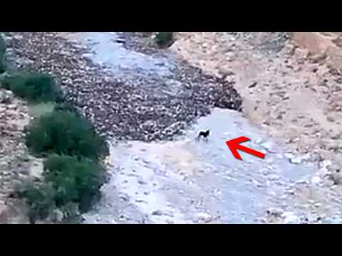Insane Animal Moments That Look Too Crazy to Be Real!