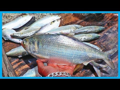 Amazing Fast Hilsa Fishing Skill (PART 62) - Catching Hilsa Fish Big on the River