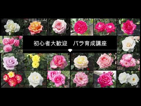 美しいバラの茂みを育てるにはどうすればよいですか？マスターすべき 6 つの基本的なジェスチャー  庭園