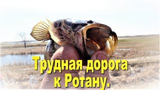 Где клюет ротан в курганской области