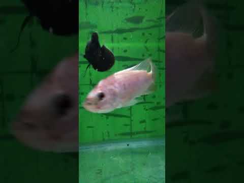 Mozambique fish & oscar with K1 filter.... #shorts