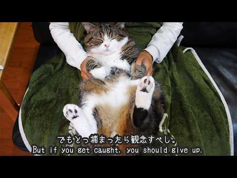 youtube-動物記事1970/01/01 09:00:00