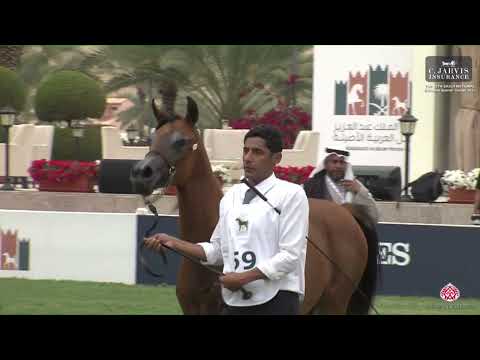 N 59 ASEELAH RH   The Saudi National Championships 2023   Yearling Fillies Class 1D