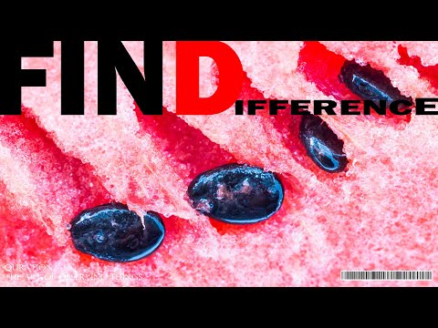 What's the difference? ep034. watermelon