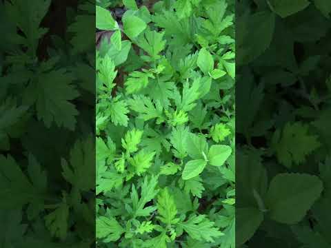 ヘビに対してペパーミントを使用するにはどうすればよいですか?庭園の秘密  庭園