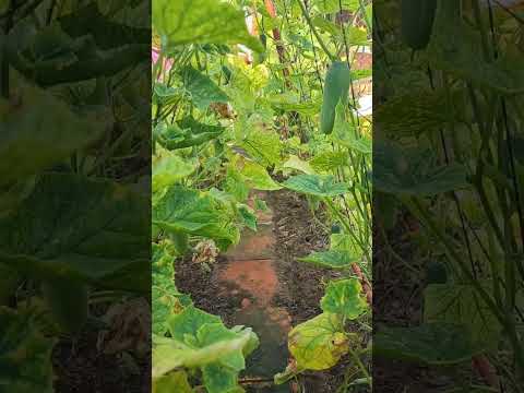 bỏ phố về biển có gì vui #beach #phuquoc #dulichvietnam