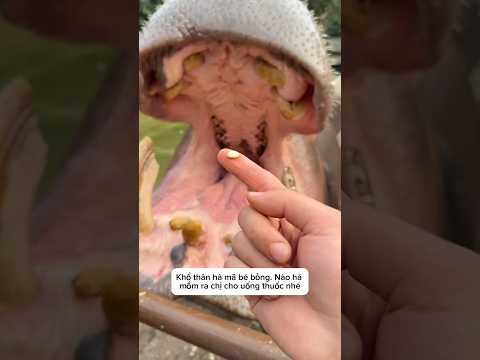 Tiểu hà mã bị côn trùng cắn