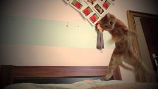 funnypeaches Trailer