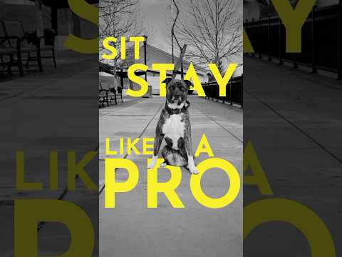 How to teach your dog to sit-stay like a pro #dogtrainer #puppy #puppytraining