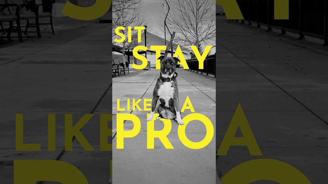 How to teach your dog to sit-stay like a pro #dogtrainer #puppy #puppytraining