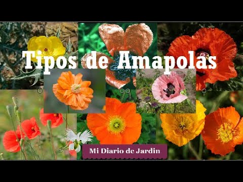 , title : 'Tipos de Amapolas - mi diario de jardin'
