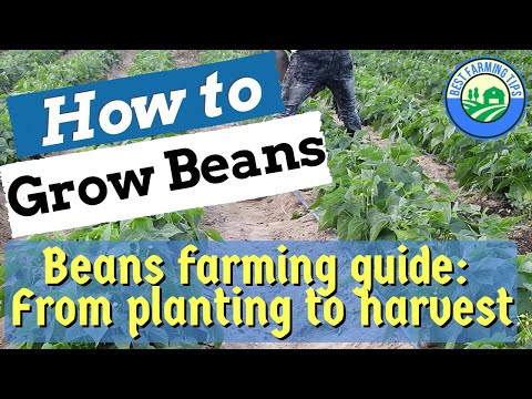 How to grow BEANS: Beans farming guide for beginners - from planting to harvest