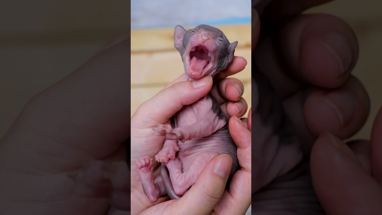 Yawn, yawn, yawn…❤️❤️#shorts #sphynx #missmermaid #kitten #cat