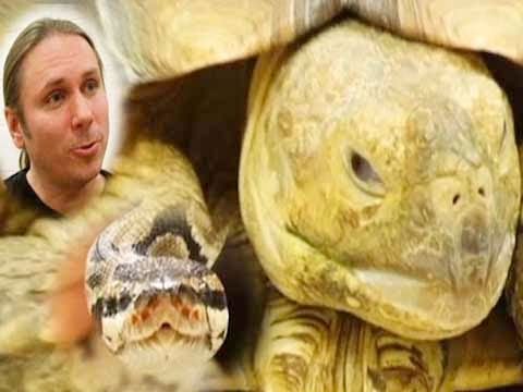 Snake Bytes TV - Snake Master : SnakeBytesTV