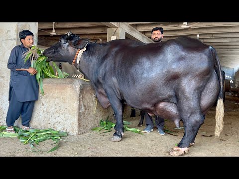 Highest Milking Nili Ravi Buffaloes | Jutt Buffalo Dairy Farm Pakistan #buffalo #cow #farming 