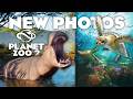 New Info On PLANET ZOO 2 Hippos Animal AI MORE PC GAMER Article