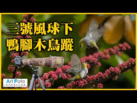 【攝影教學 #569】三號風球下鴨腳木鳥蹤 (CC 中文字幕) - Alex Fung FRPS, GMPSA, EFIAP/p