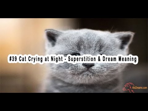 Cat Crying at Night - What Does It Mean ?