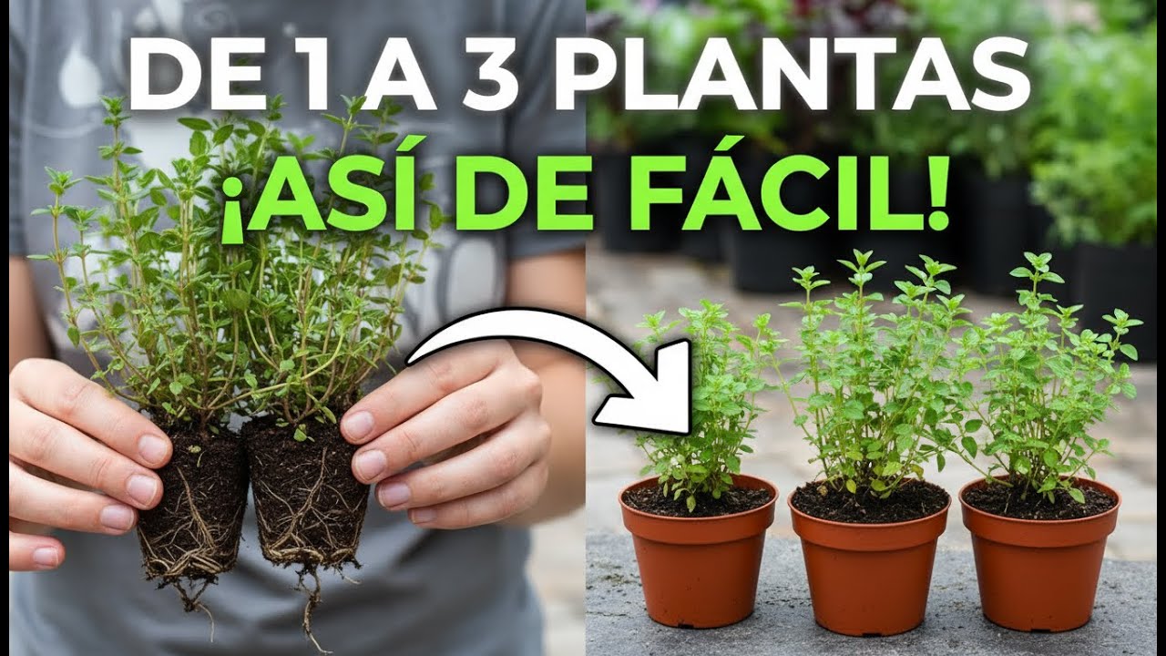 Cómo Multiplicar Tomillo FÁCIL y RÁPIDO