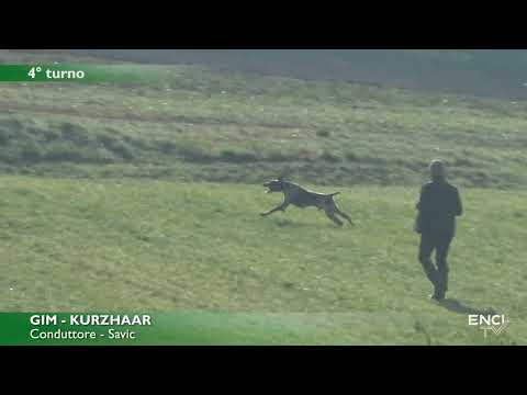 DERBY RAZZE CONTINENTALI 2023 LA TOLLARA CONTINENTALI ESTERI BATT2