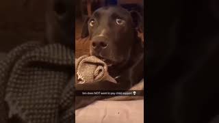 Did You Hear About The neighbor? Her Dog Is Pregnant... CHILD SUPPORT