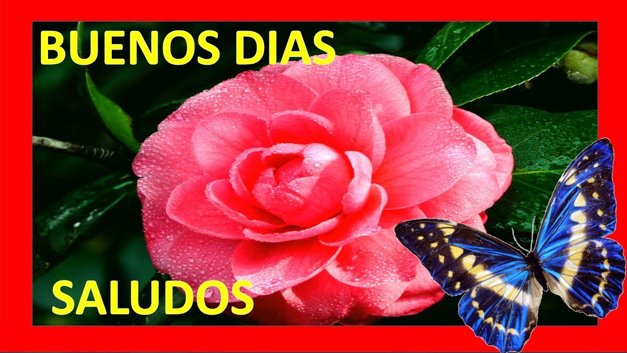 💥 BUENOS DÍAS FLORES PARA TI, DESEOS DE BUEN DÍA,SALUDOS 💥