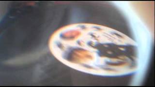 The Black Crabs - Congratulations - vintage rockabilly disc