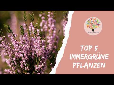 Immergrüne heimische Pflanzen: Die Top 5 für Struktur & Vogelschutz im Winter