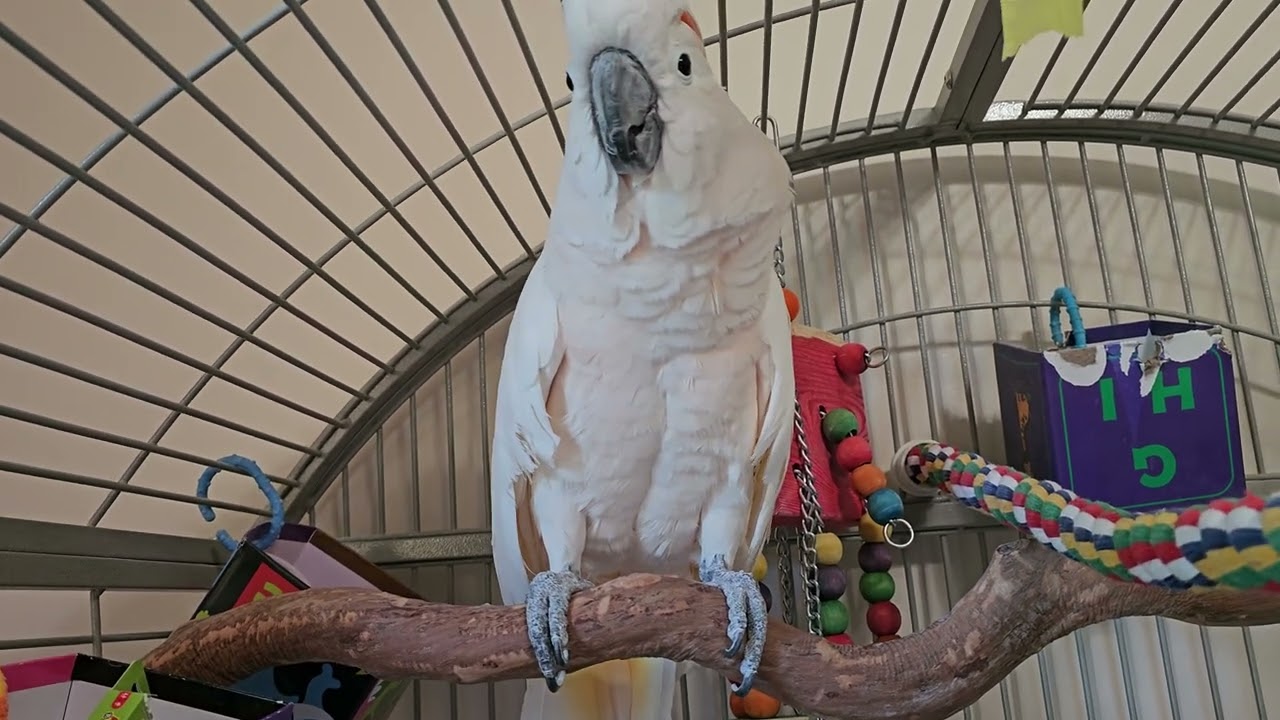 Cockatoo Doesn't Want To Go To The Vet