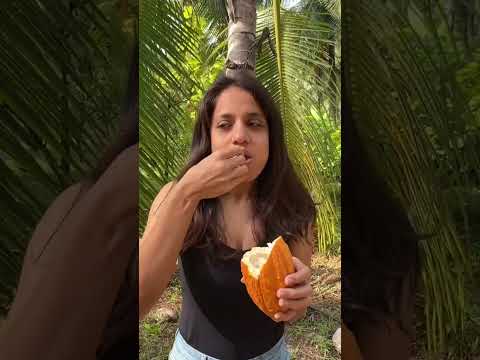 Trying Chocolate Fruit 🔥🔥 | Eating Raw Cocoa Fruit 🤯| So Saute #shorts