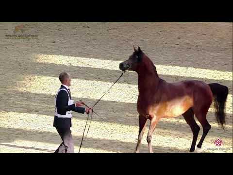 N 256 BADI ATHBAH   22nd Qatar National 2019   Colts 3 years old Class 8