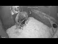Endangered Okapi Born At San Diego Zoo