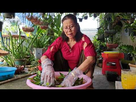 How to use Atonik for orchids