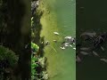 Summers Over Lofi Music Dogs Doglife