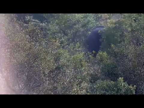 Djuma: Elephant feeding with small one nursing in the distance - 07:54 - 05/12/2022