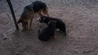 preview picture of video 'Germans Shepherds Playing in the Woods - Von der Otto German Shepherds'