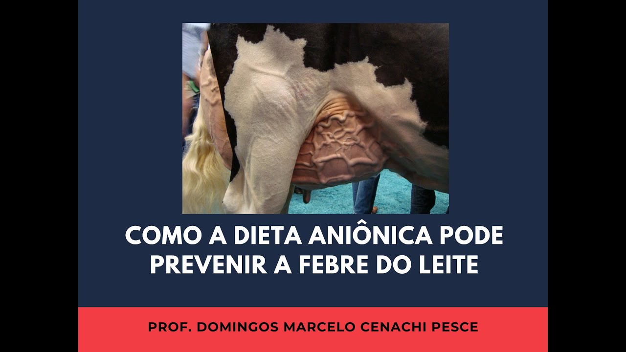 Como funciona a dieta aniônica na prevenção da "febre do leite"