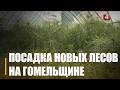 Более 32 000 000 саженцев подготовлено на Гомельщине для высадки