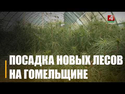 Более 32 000 000 саженцев подготовлено на Гомельщине для высадки видео