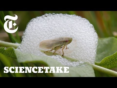 To Survive, This Bug Builds a House of Bubbles | ScienceTake
