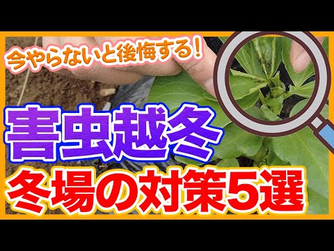 温室で育てるのに最適な野菜5選 トピックス